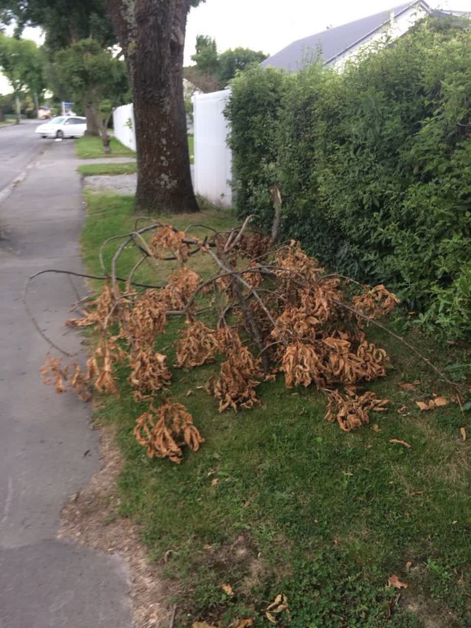 The photograph attached to this parks report
