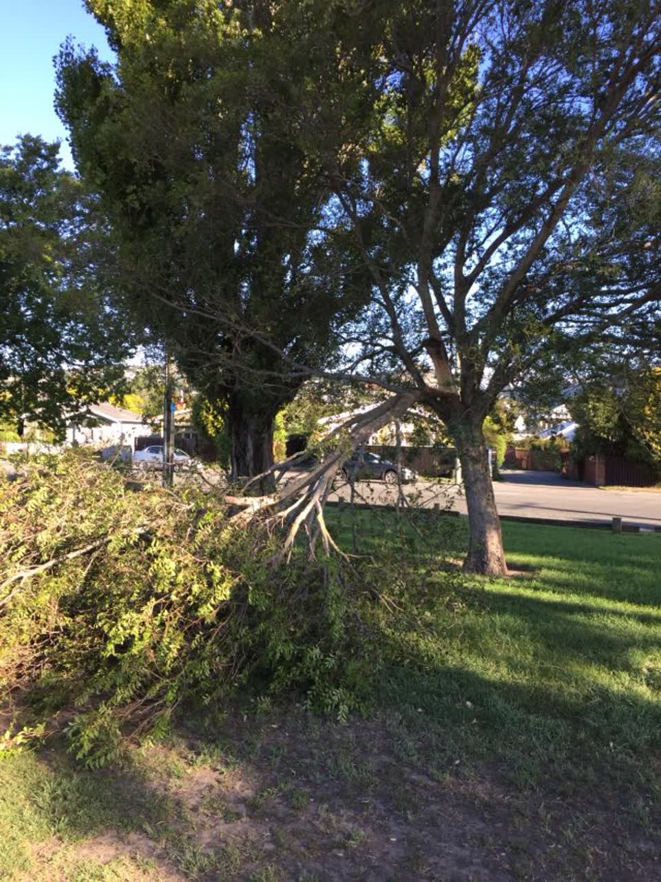 The photograph attached to this parks report