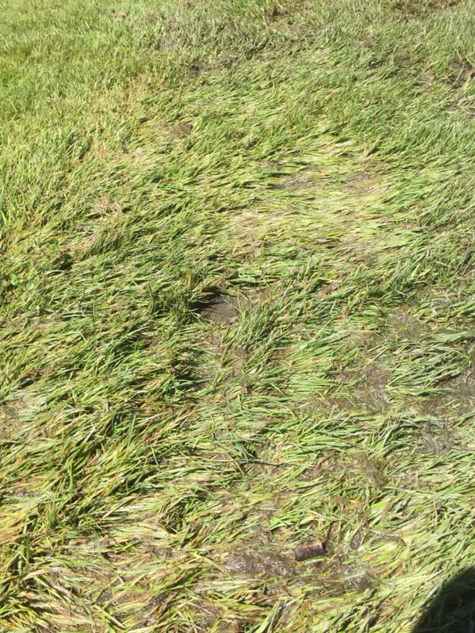 The photograph attached to this parks report