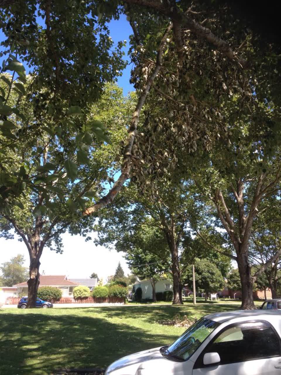 The photograph attached to this parks report