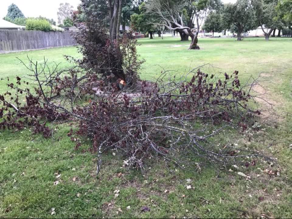 The photograph attached to this parks report