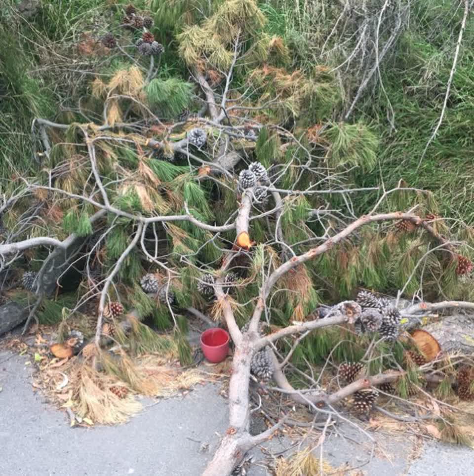 The photograph attached to this parks report