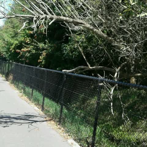 Parks, a report photo