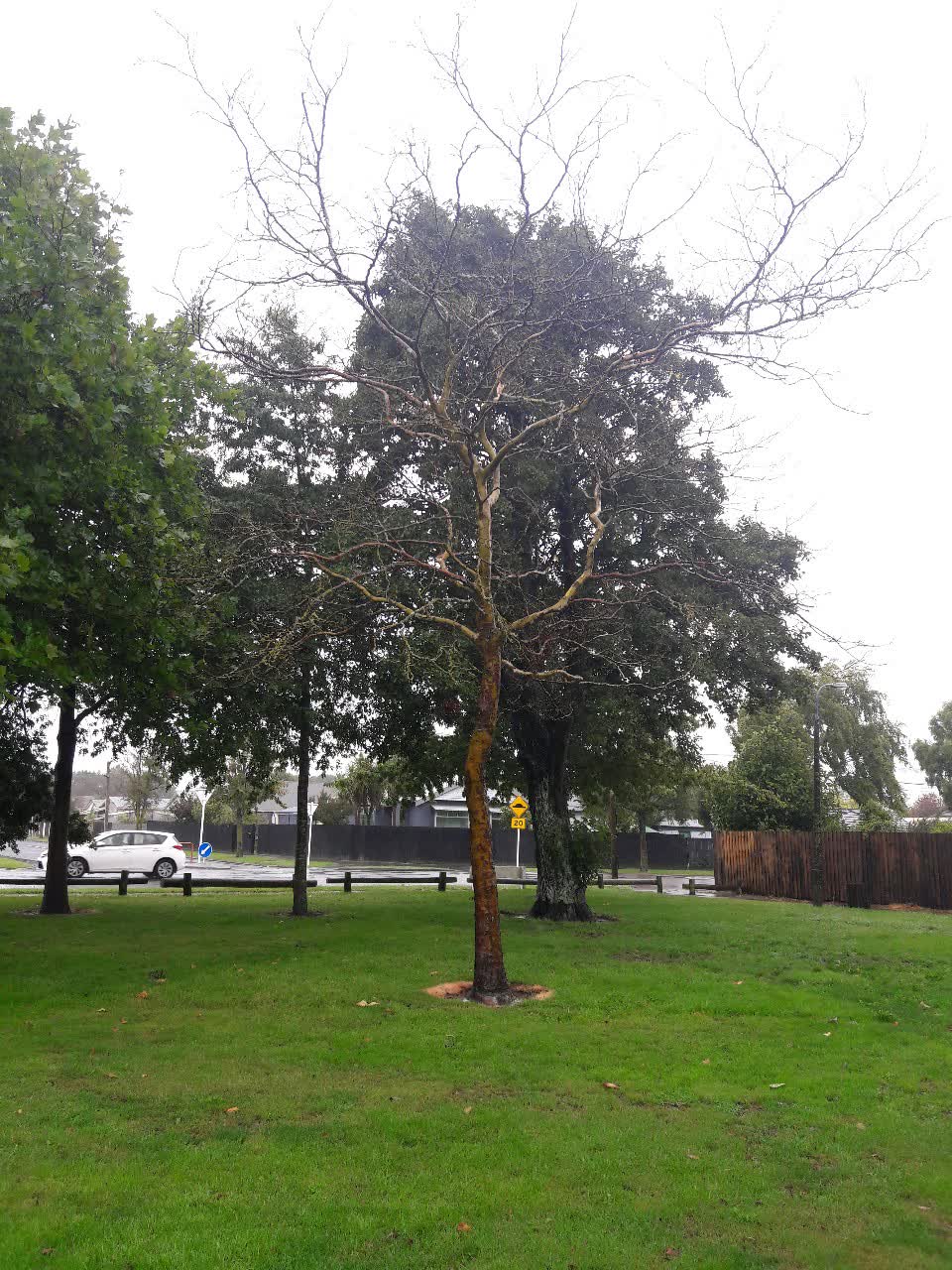 The photograph attached to this parks report