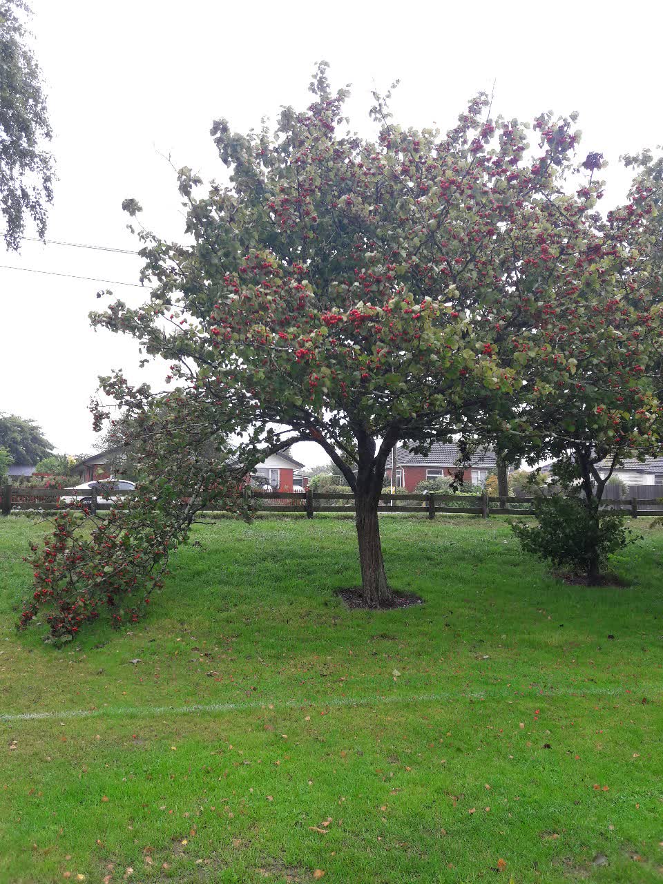 The photograph attached to this parks report