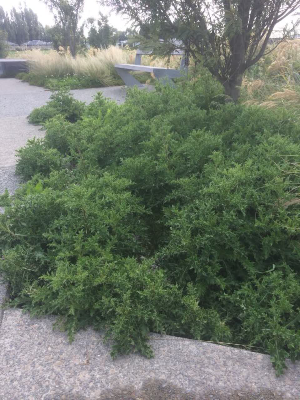 The photograph attached to this parks report