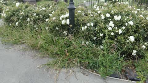 Parks, a report photo