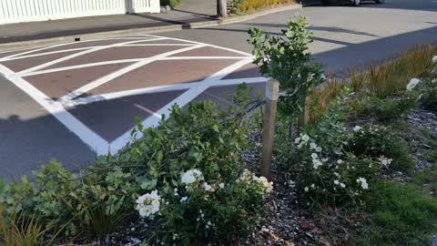 Roading/Streets, a report photo