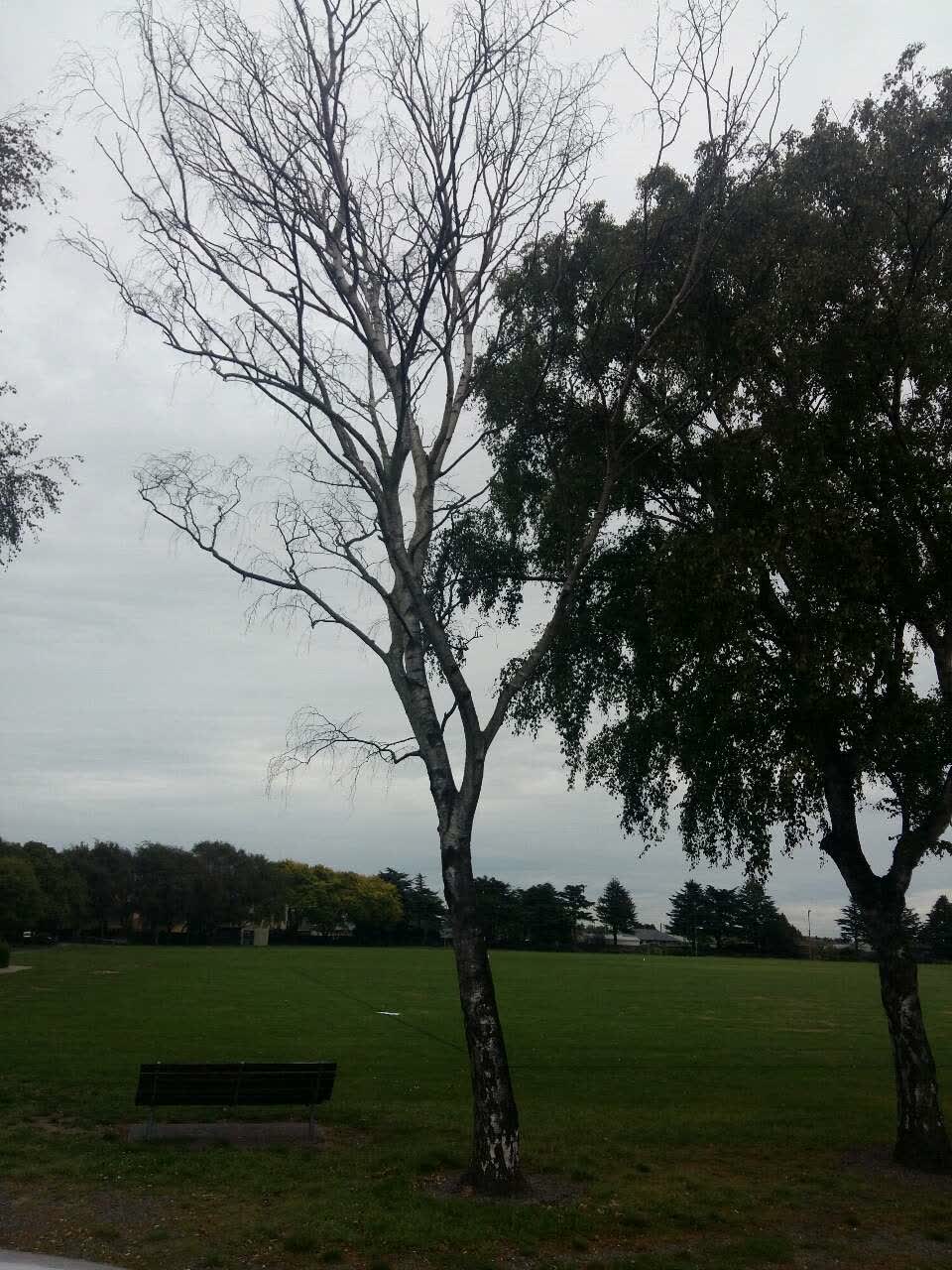The photograph attached to this parks report