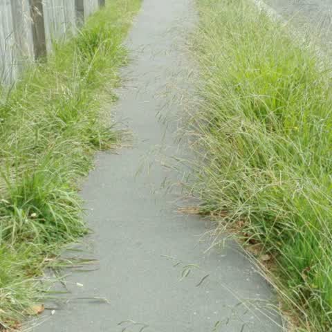 Roading/Streets, a report photo