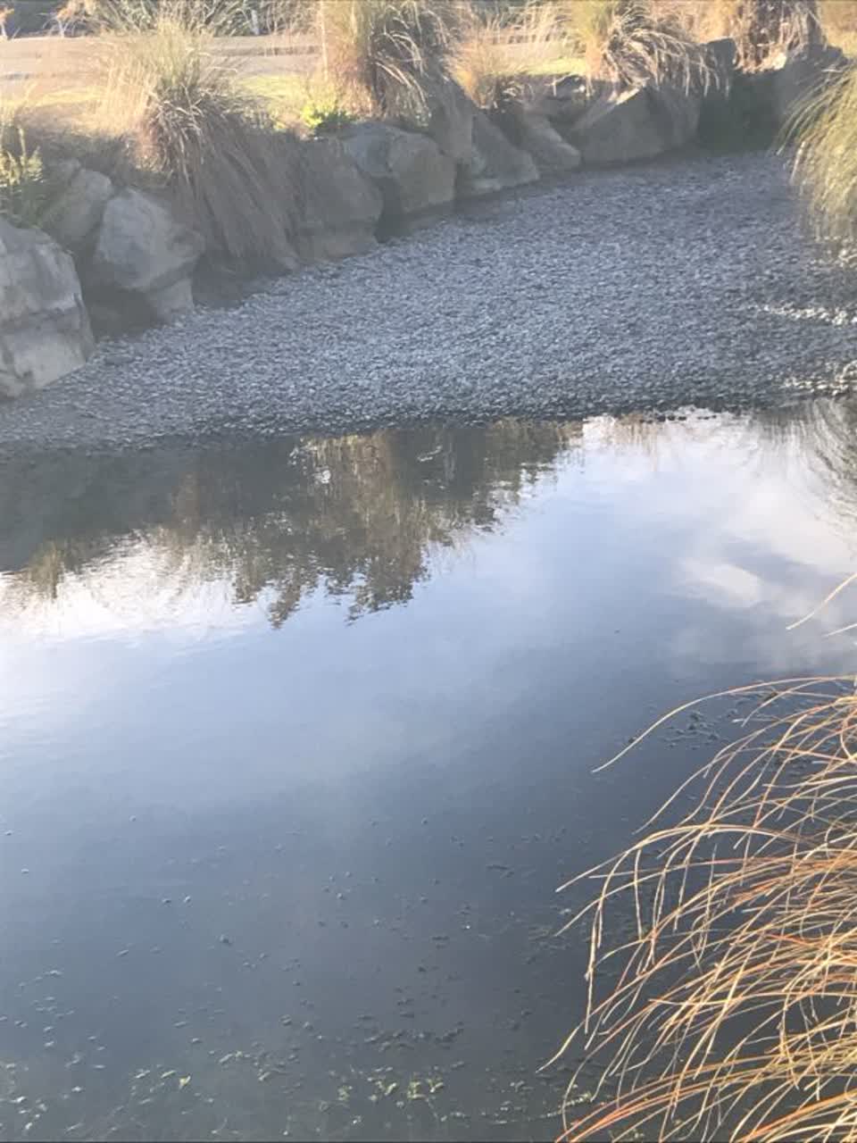 The photograph attached to this parks report