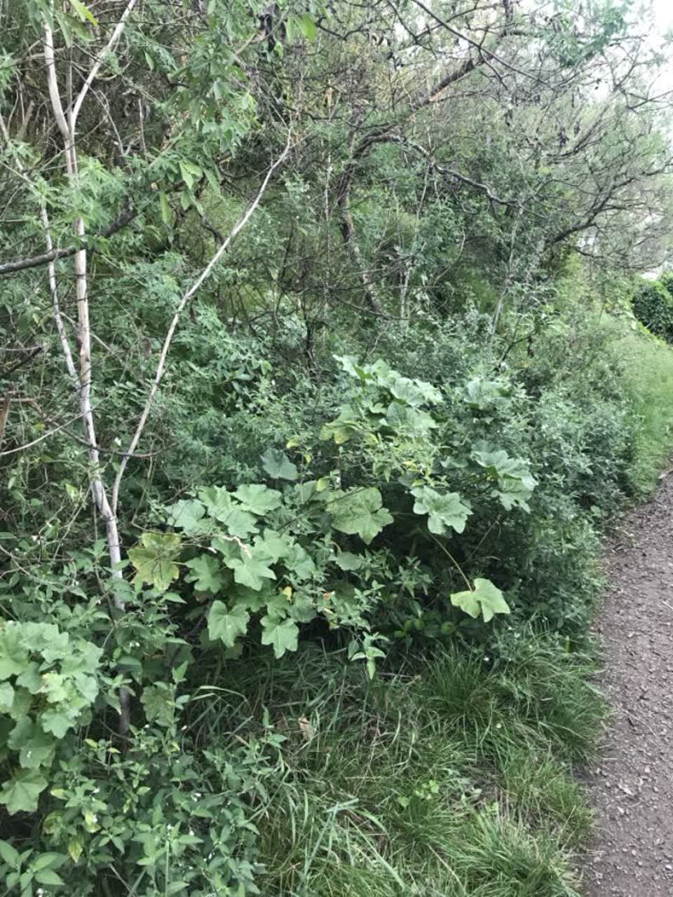 The photograph attached to this parks report