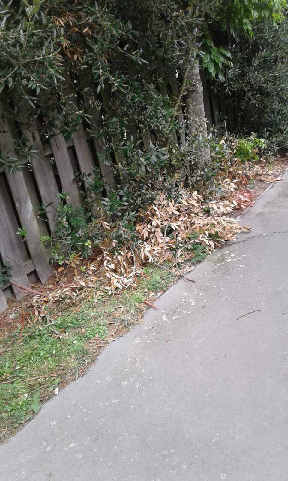 The photograph attached to this rubbish/recycling report