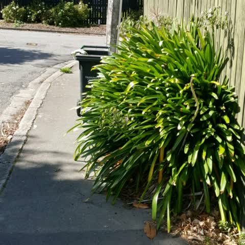 Roading/Streets, a report photo