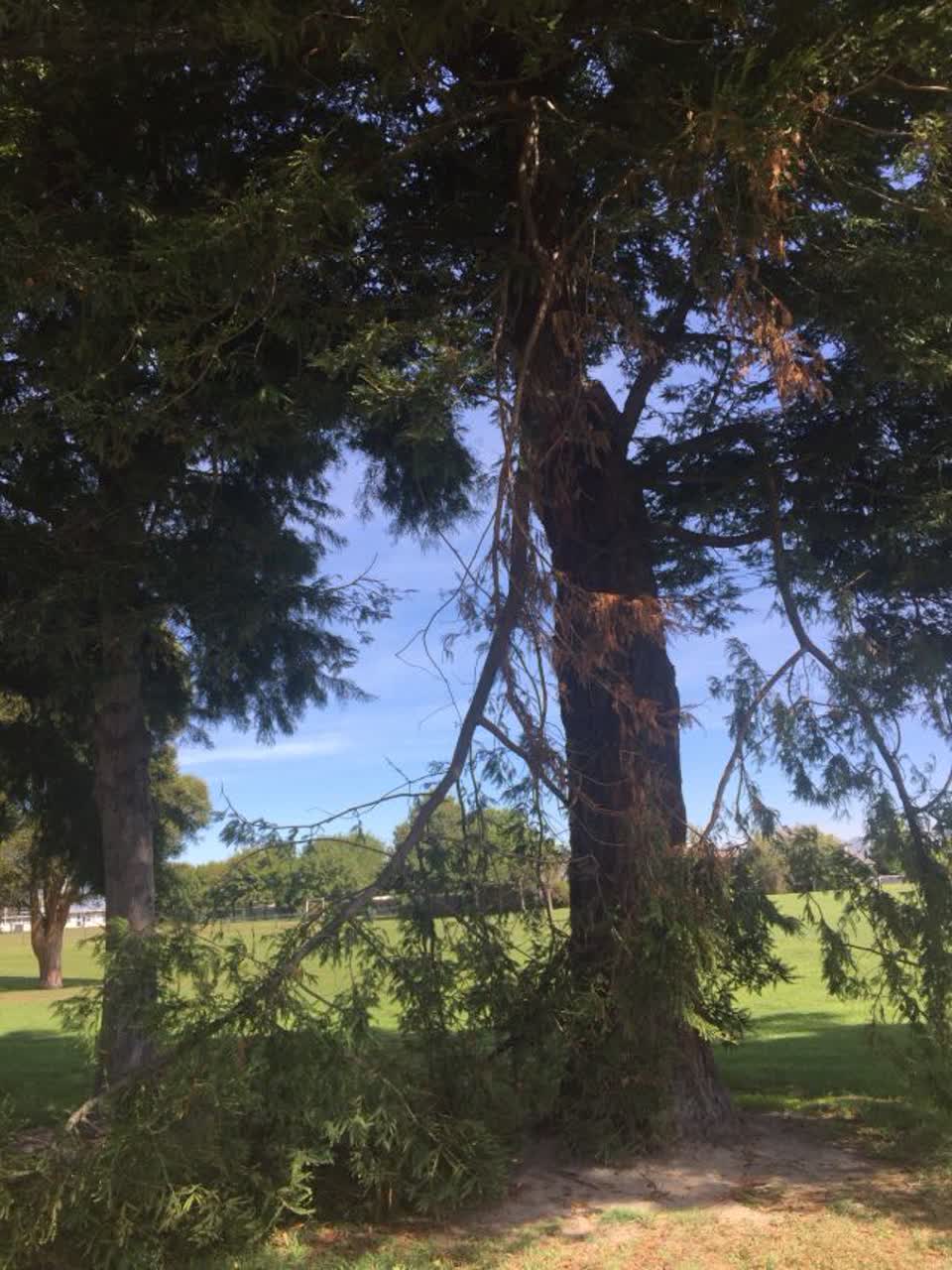 The photograph attached to this parks report