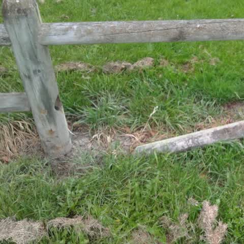 Parks, a report photo