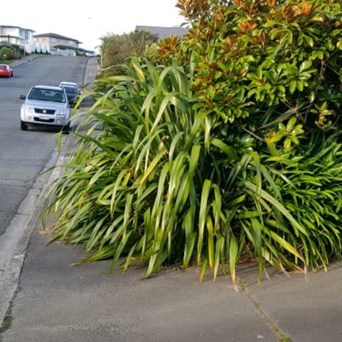 Roading/Streets, a report photo
