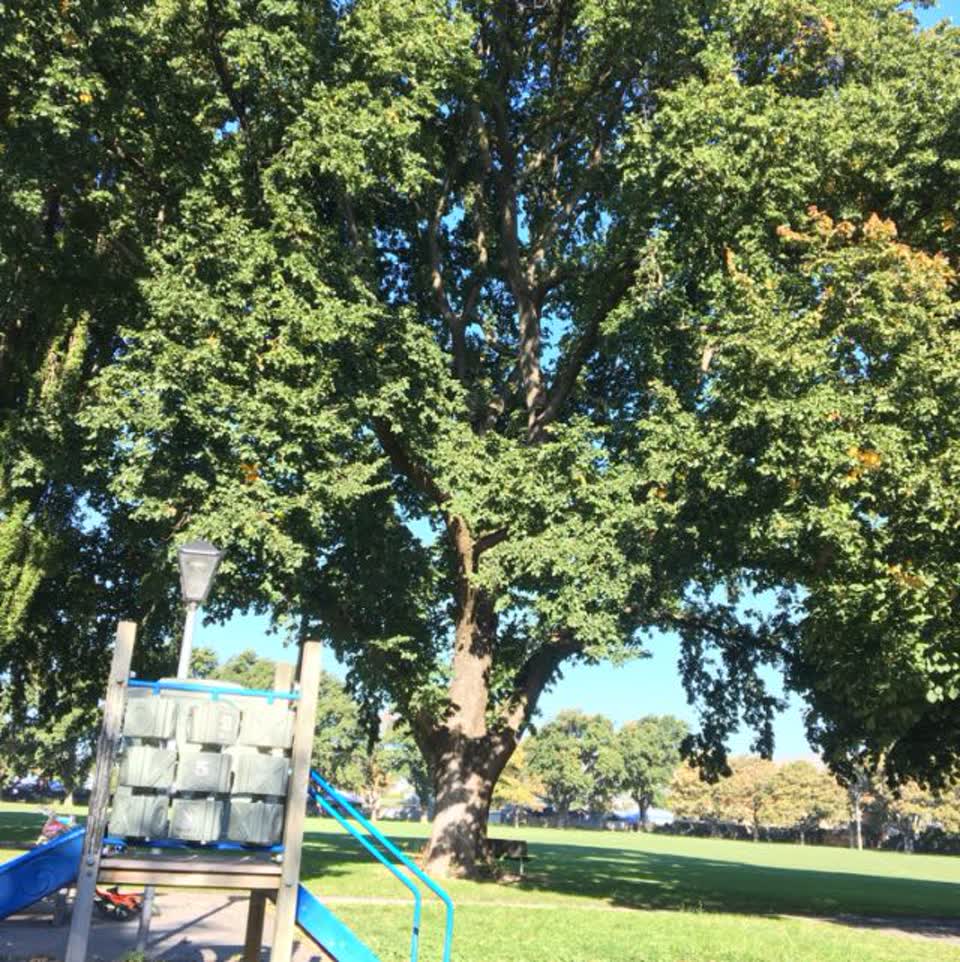 The photograph attached to this parks report