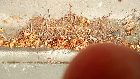 Rubbish/Recycling, a report photo