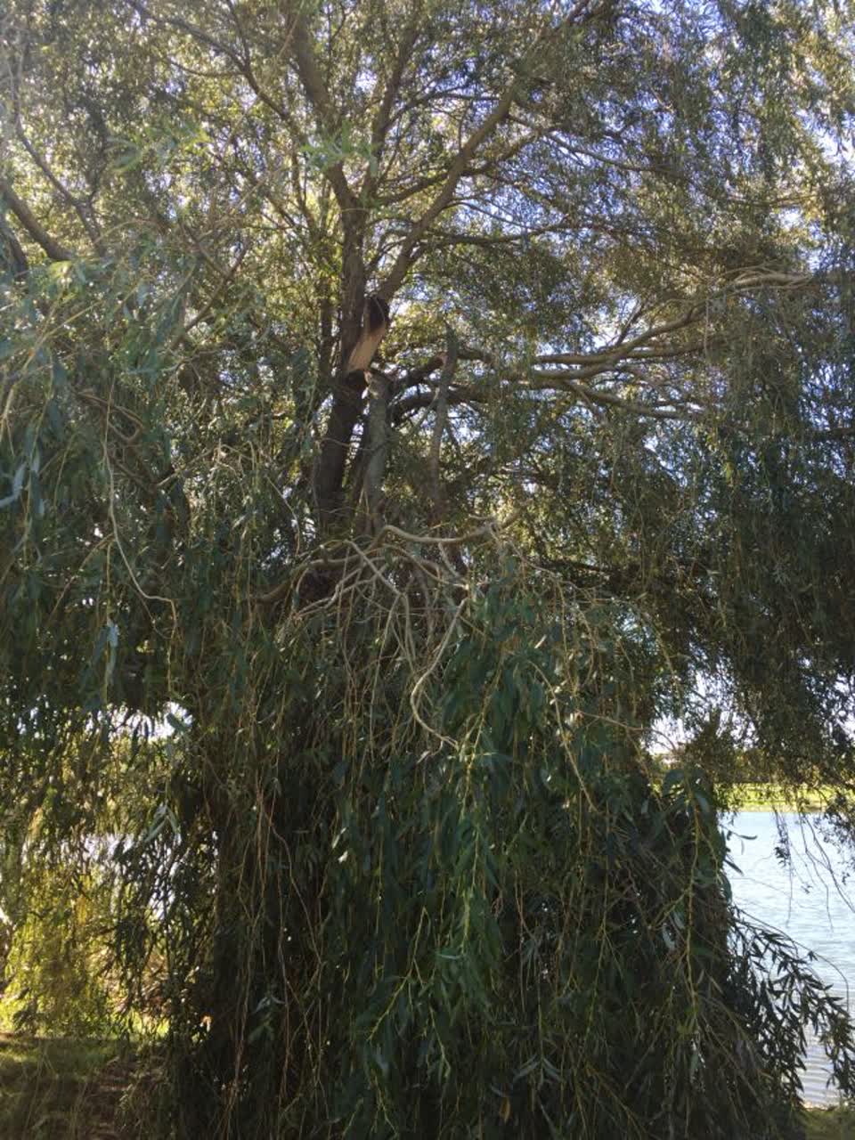 The photograph attached to this parks report