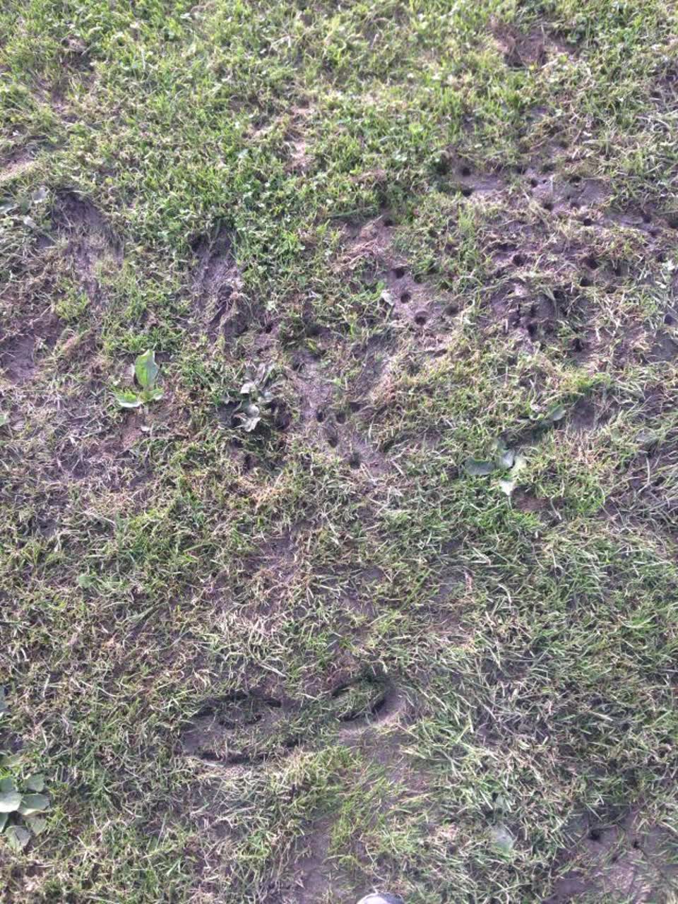 The photograph attached to this parks report
