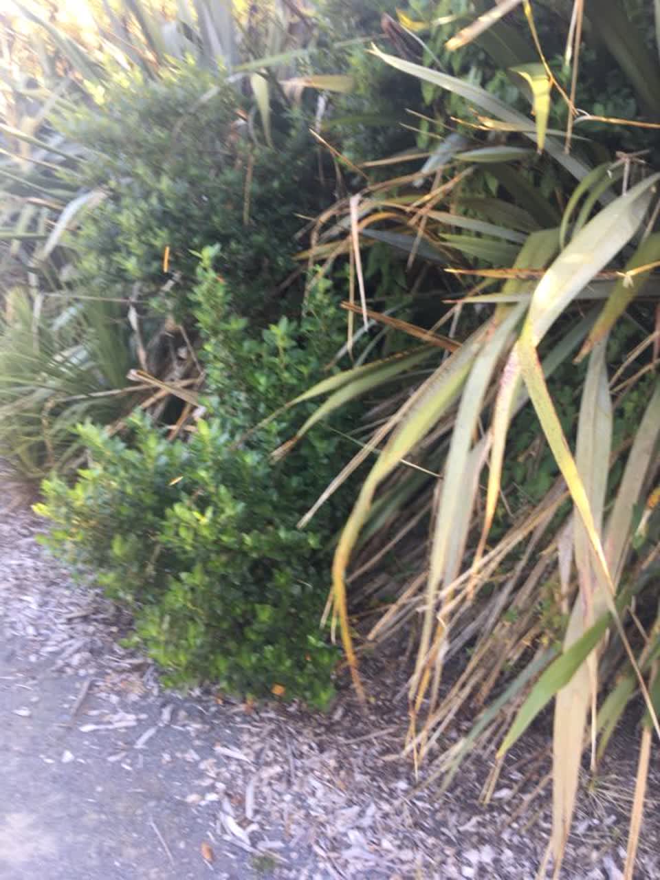 The photograph attached to this parks report
