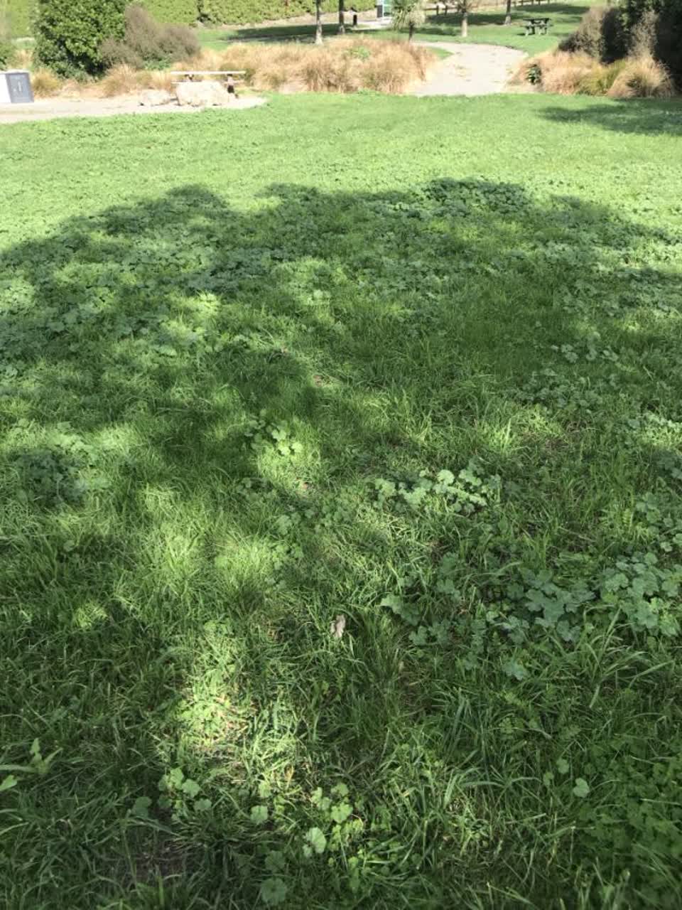 The photograph attached to this parks report