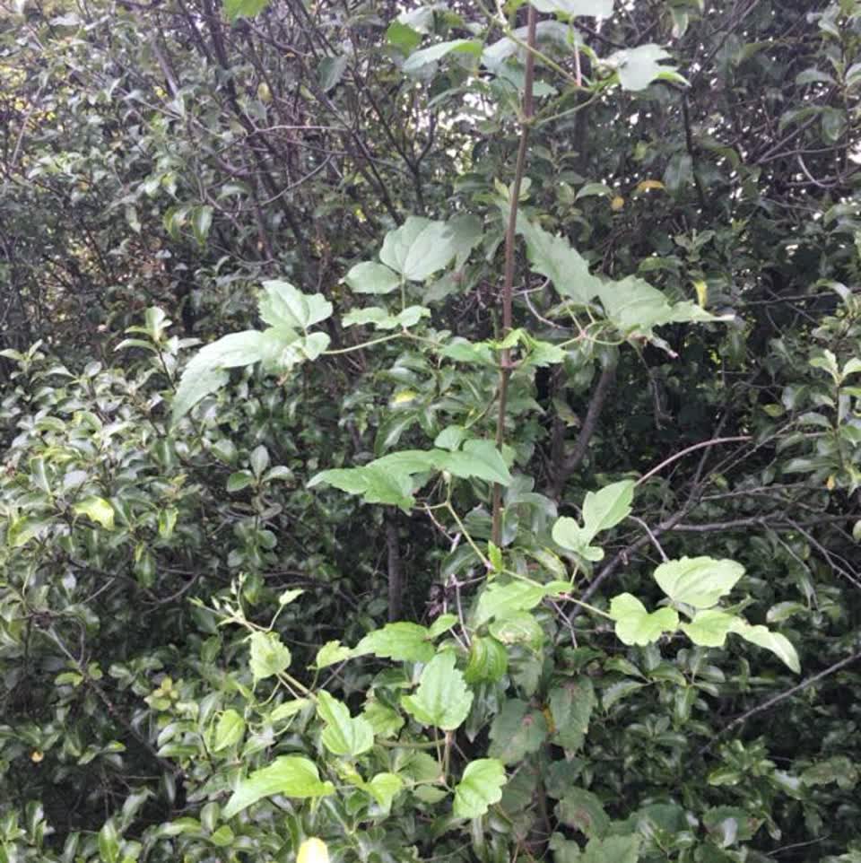 The photograph attached to this parks report