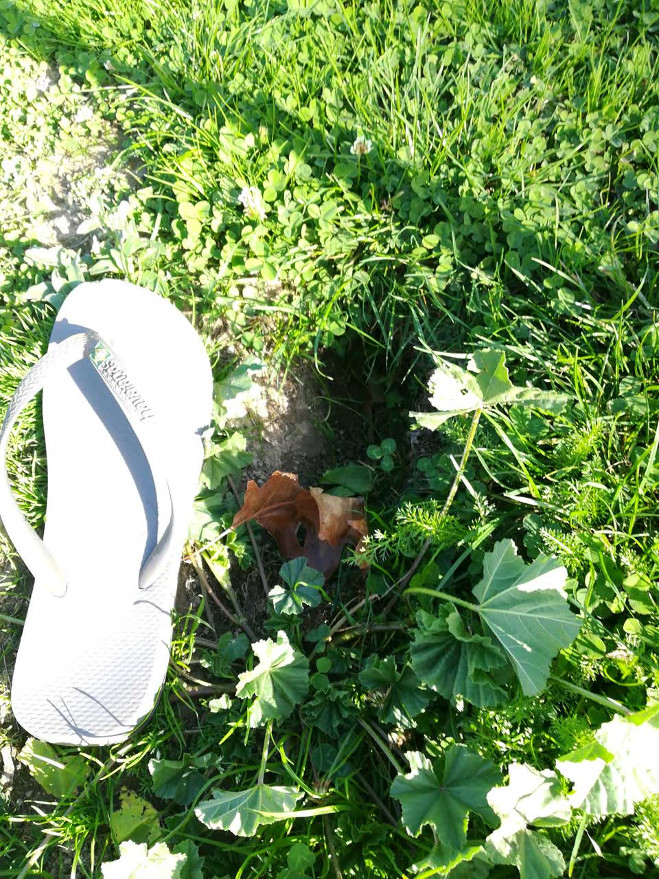 The photograph attached to this parks report