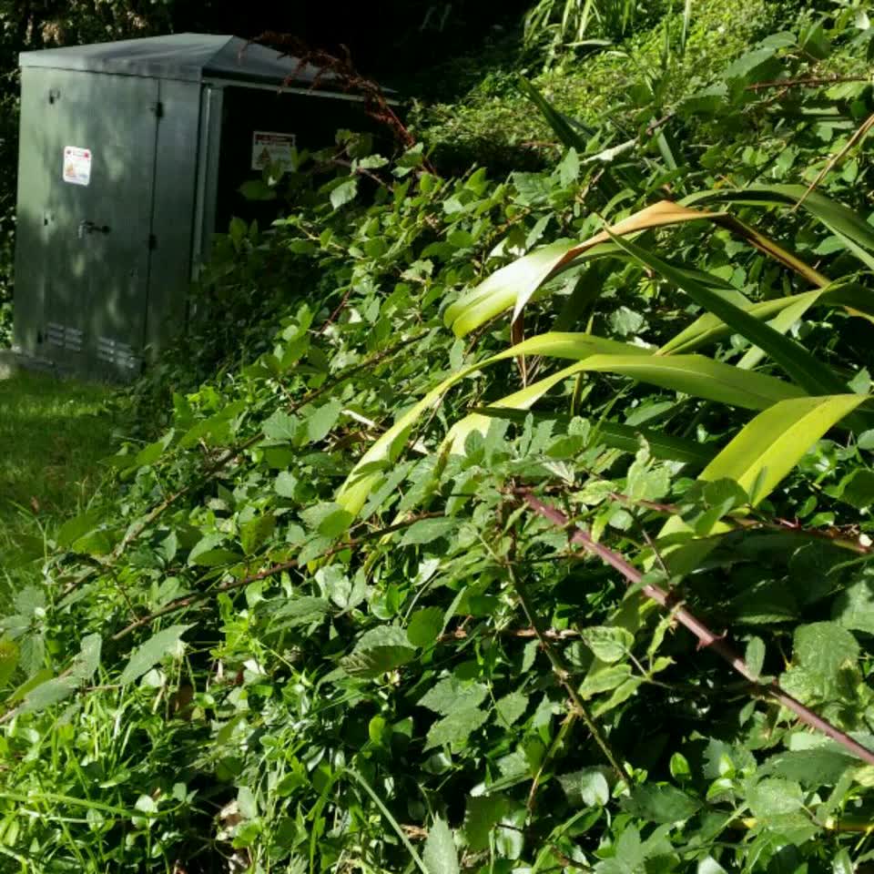 The photograph attached to this parks report