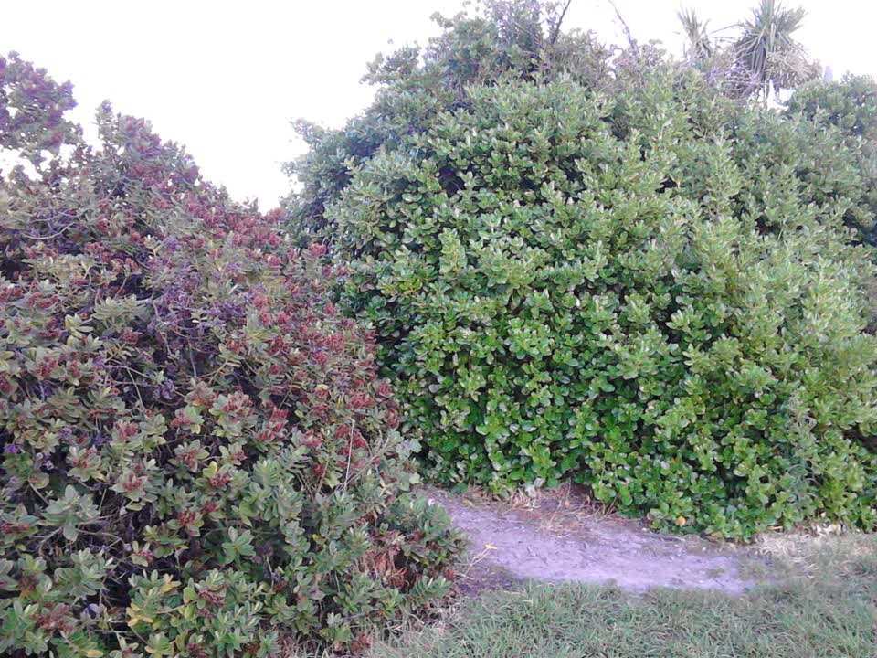 The photograph attached to this parks report