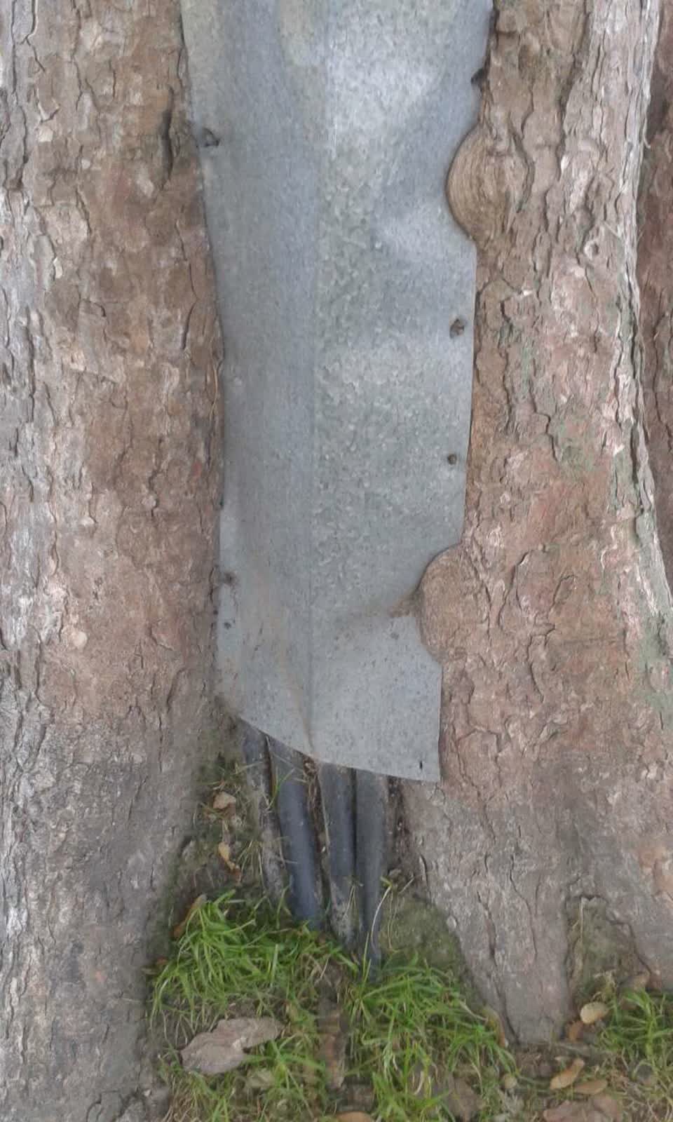 The photograph attached to this parks report