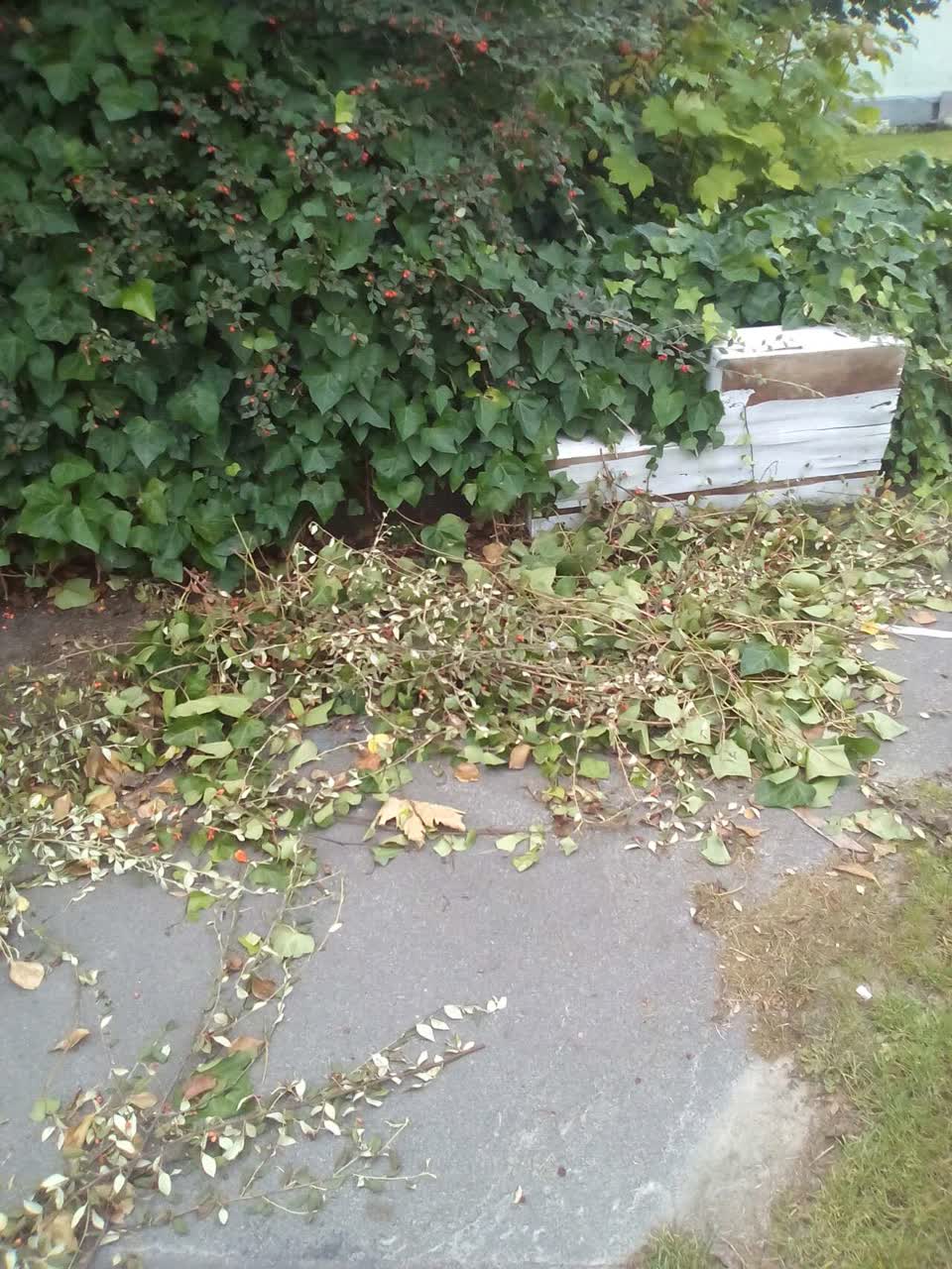 The photograph attached to this rubbish/recycling report