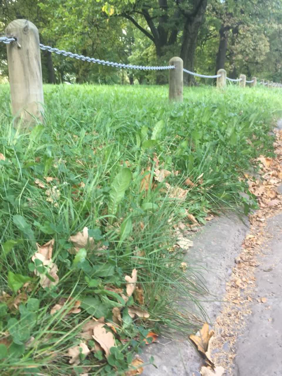 The photograph attached to this parks report