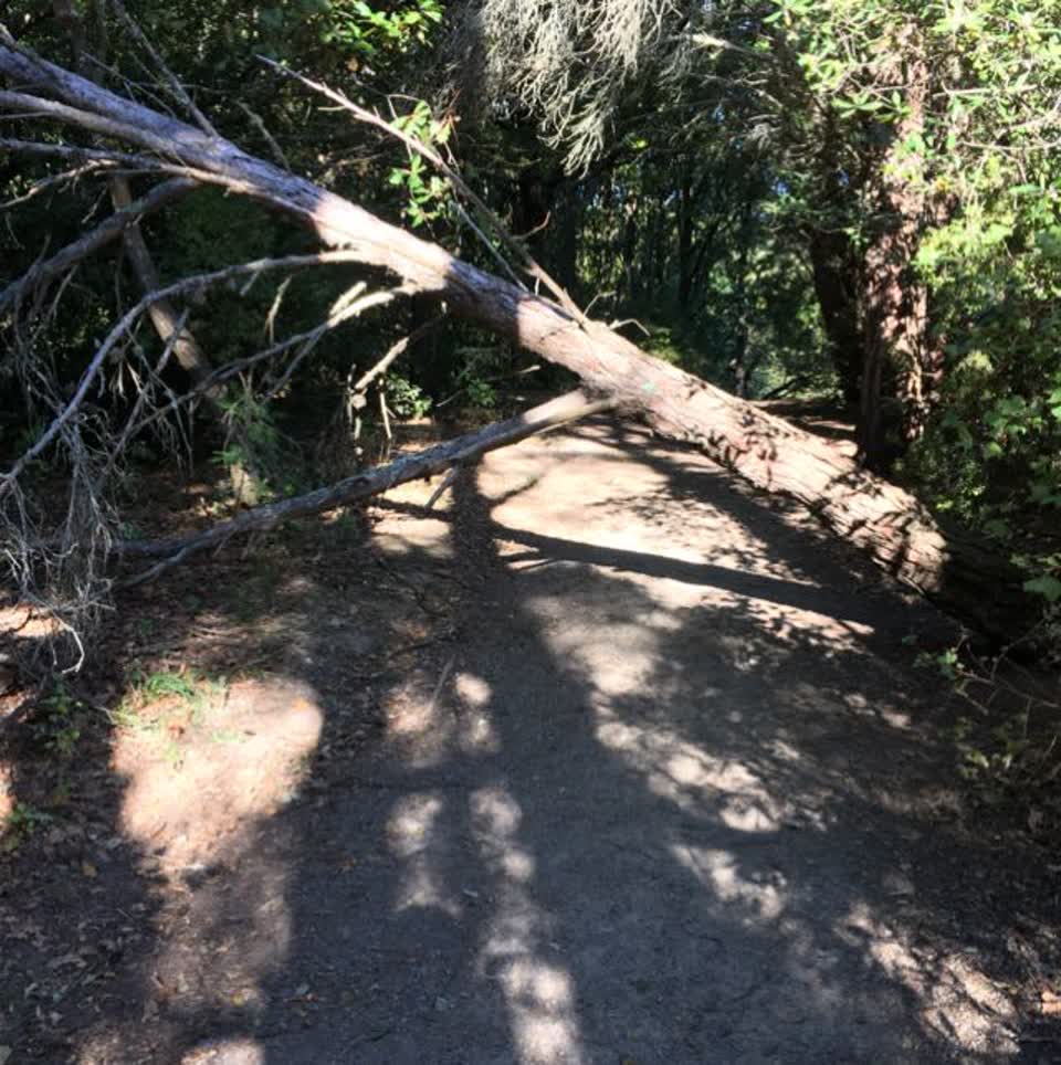The photograph attached to this parks report