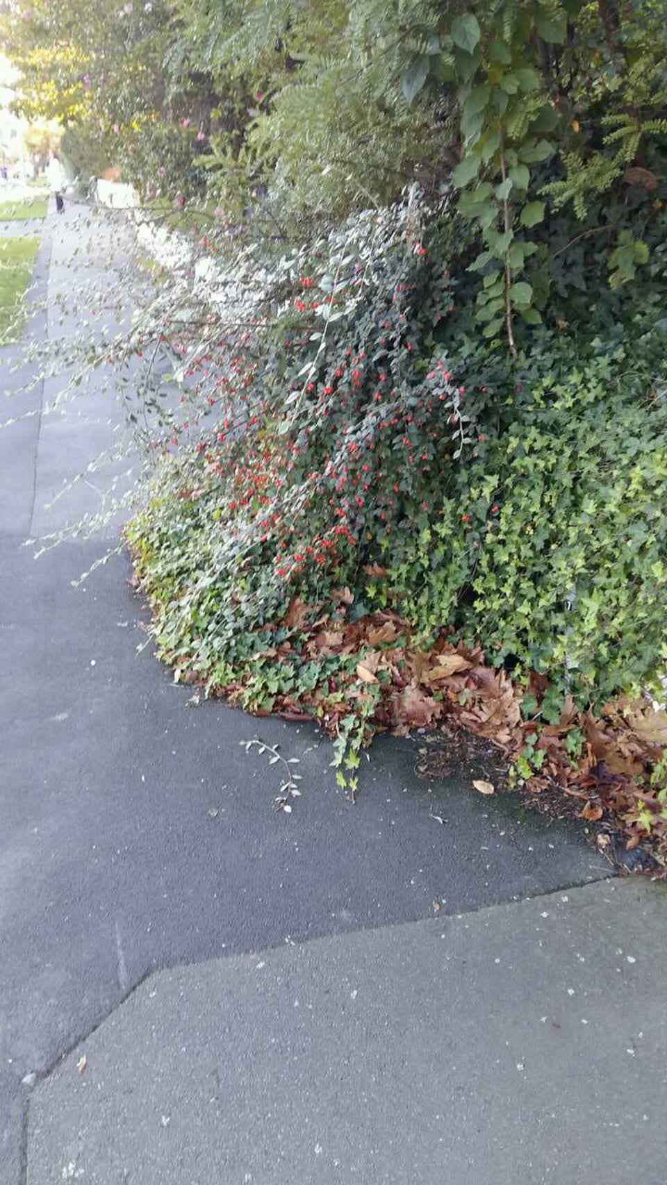 The photograph attached to this roading/streets report