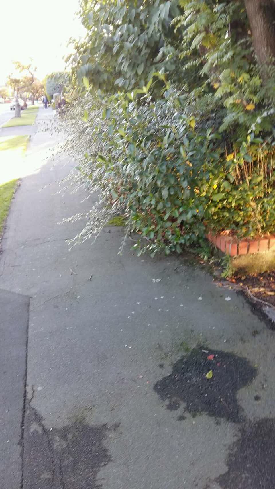 The photograph attached to this roading/streets report