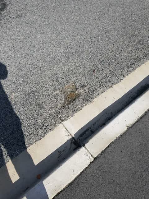 Roading/Streets, a report photo