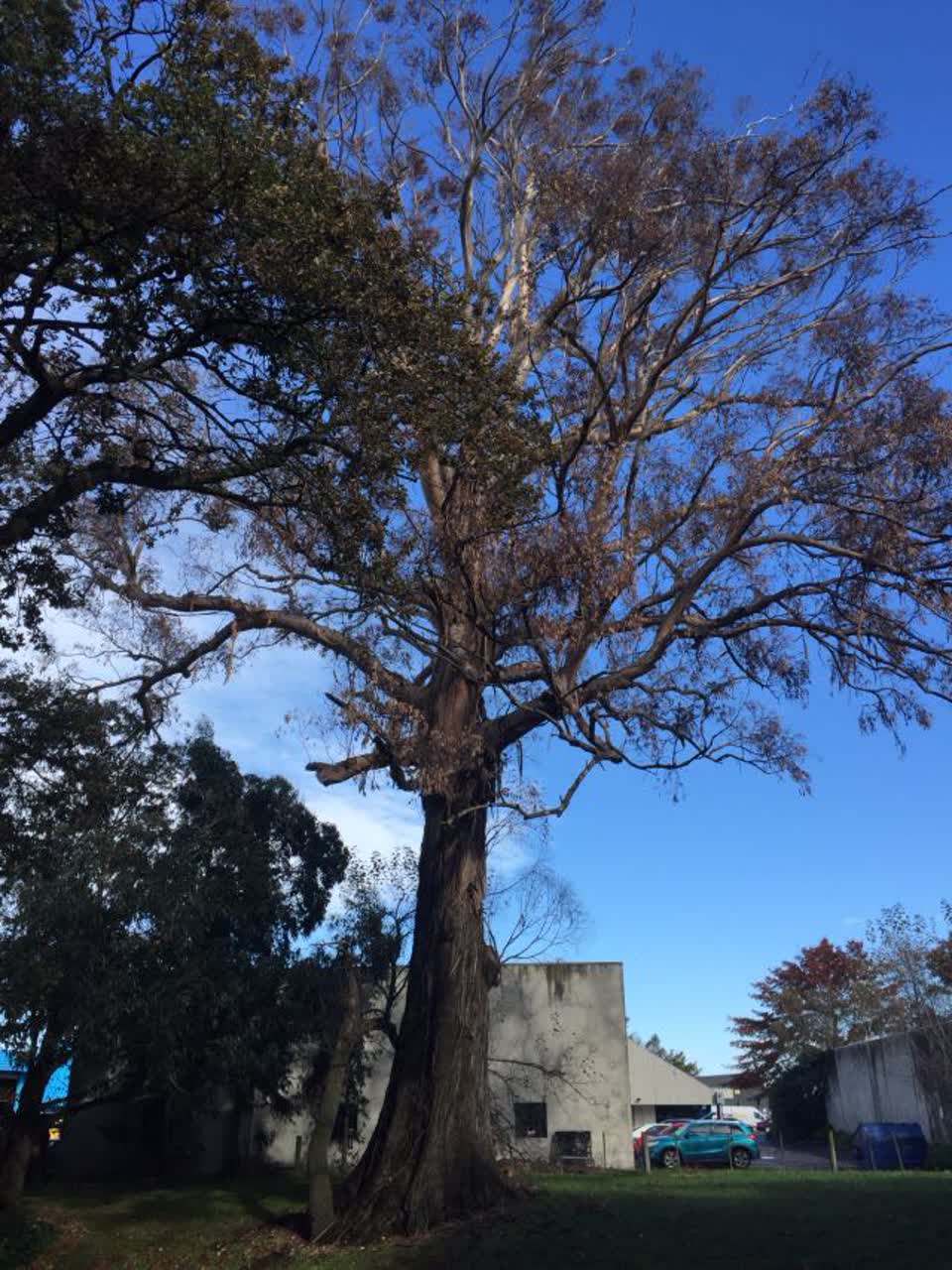 The photograph attached to this parks report