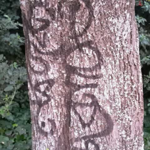 Graffiti, a report photo