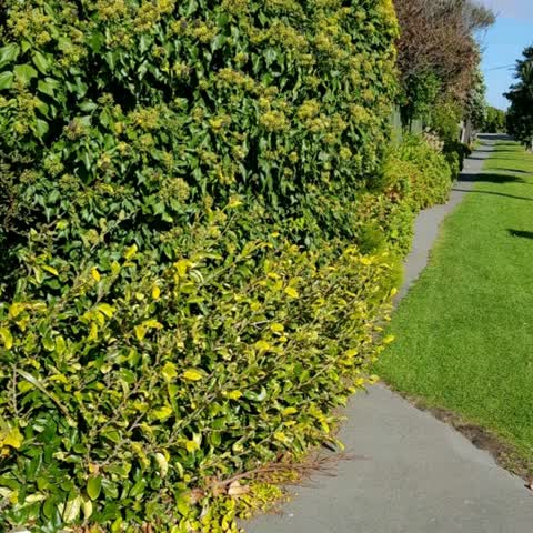 Roading/Streets, a report photo