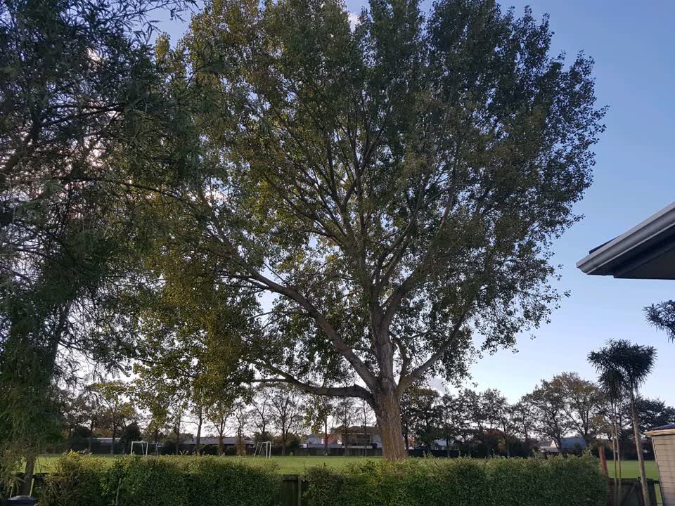 The photograph attached to this parks report