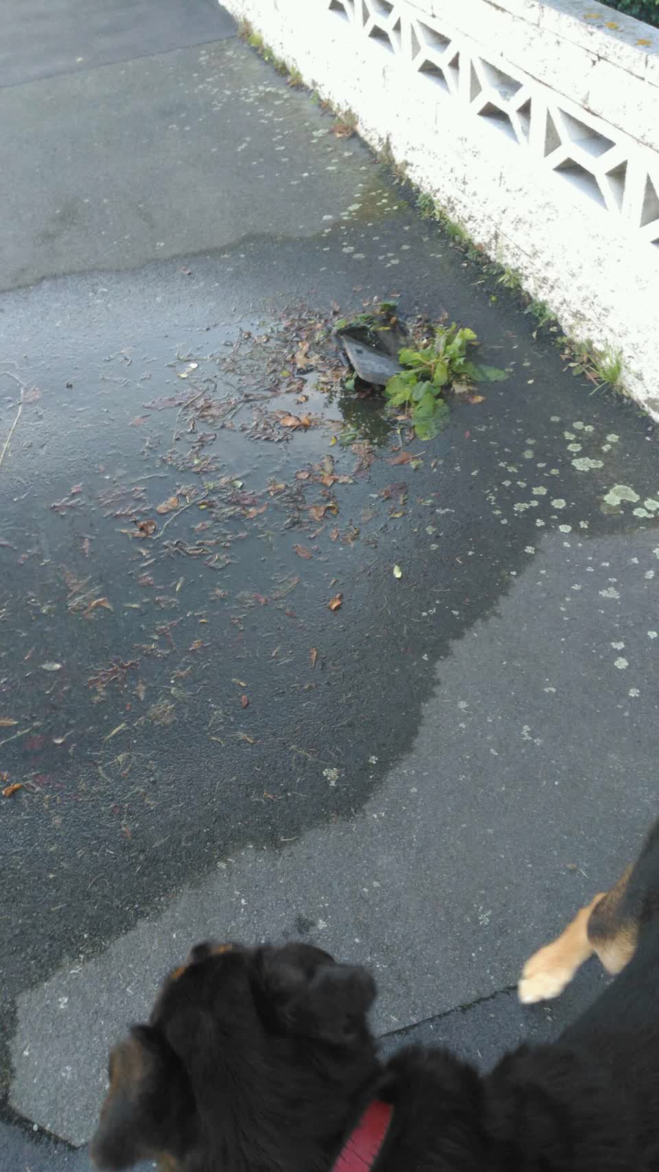 The photograph attached to this water supply report