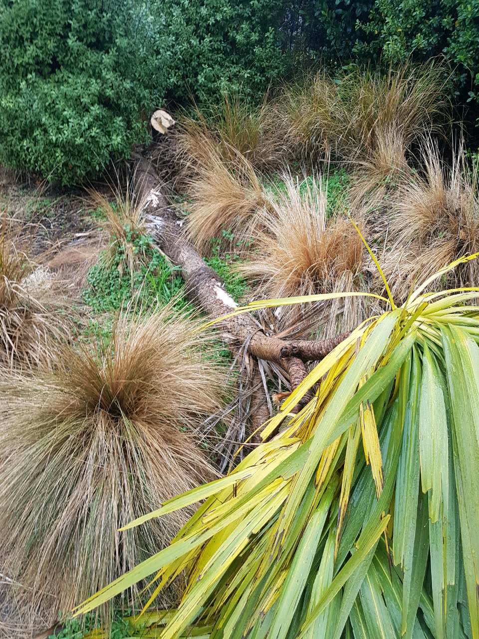 The photograph attached to this parks report