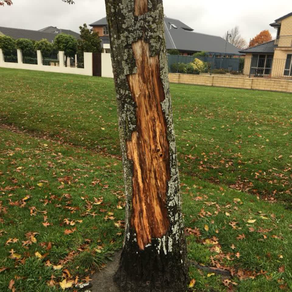 The photograph attached to this parks report