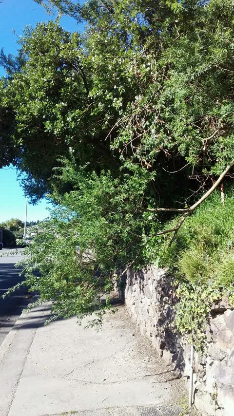 Roading/Streets, a report photo