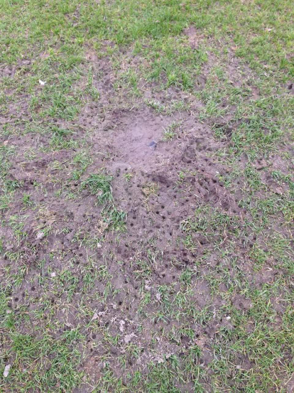 The photograph attached to this parks report