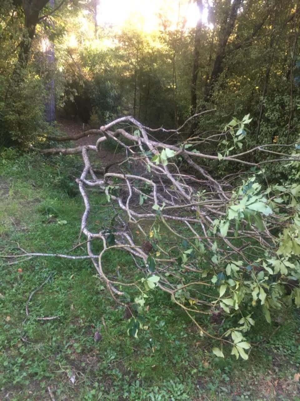 The photograph attached to this parks report