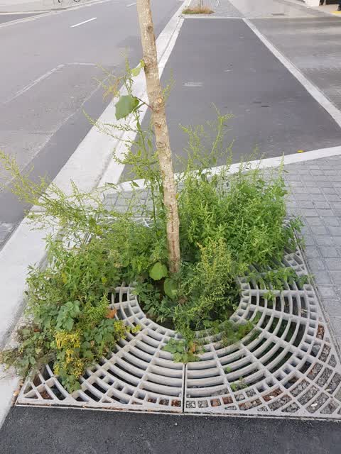 Roading/Streets, a report photo