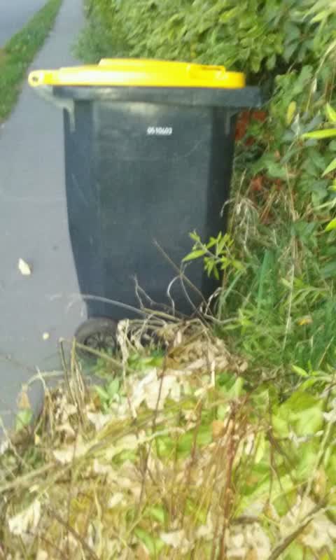 Rubbish/Recycling, a report photo